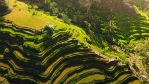 rice -1600X900