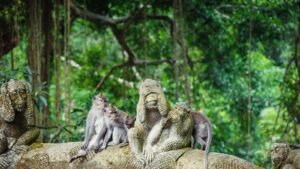 monkey-forest-ubud3-1600x900