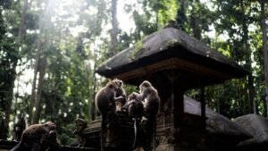 sangeh-monkey6-1600x900